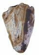 Partial, Phytosaur (Redondasaurus) Tooth - Arizona #62446-1
